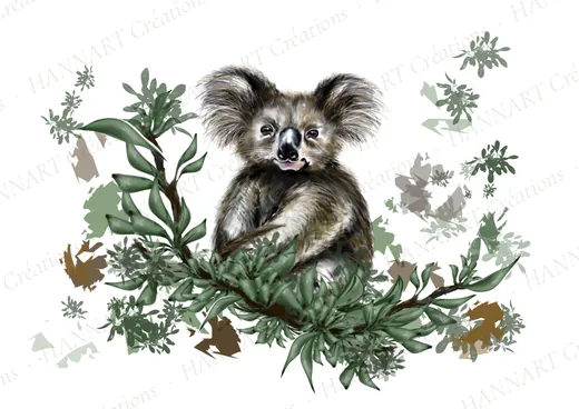 Koali le petit Koala – illustration HANNART